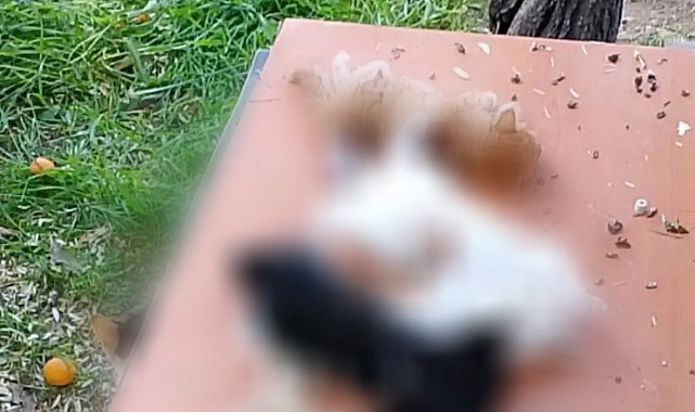 Yavru Kedilere Vahşet: Kesici Aletle Katledildiler