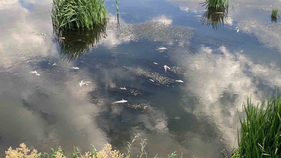 Erzurum Aşkale'de Balık Ölümleri Korku Yarattı