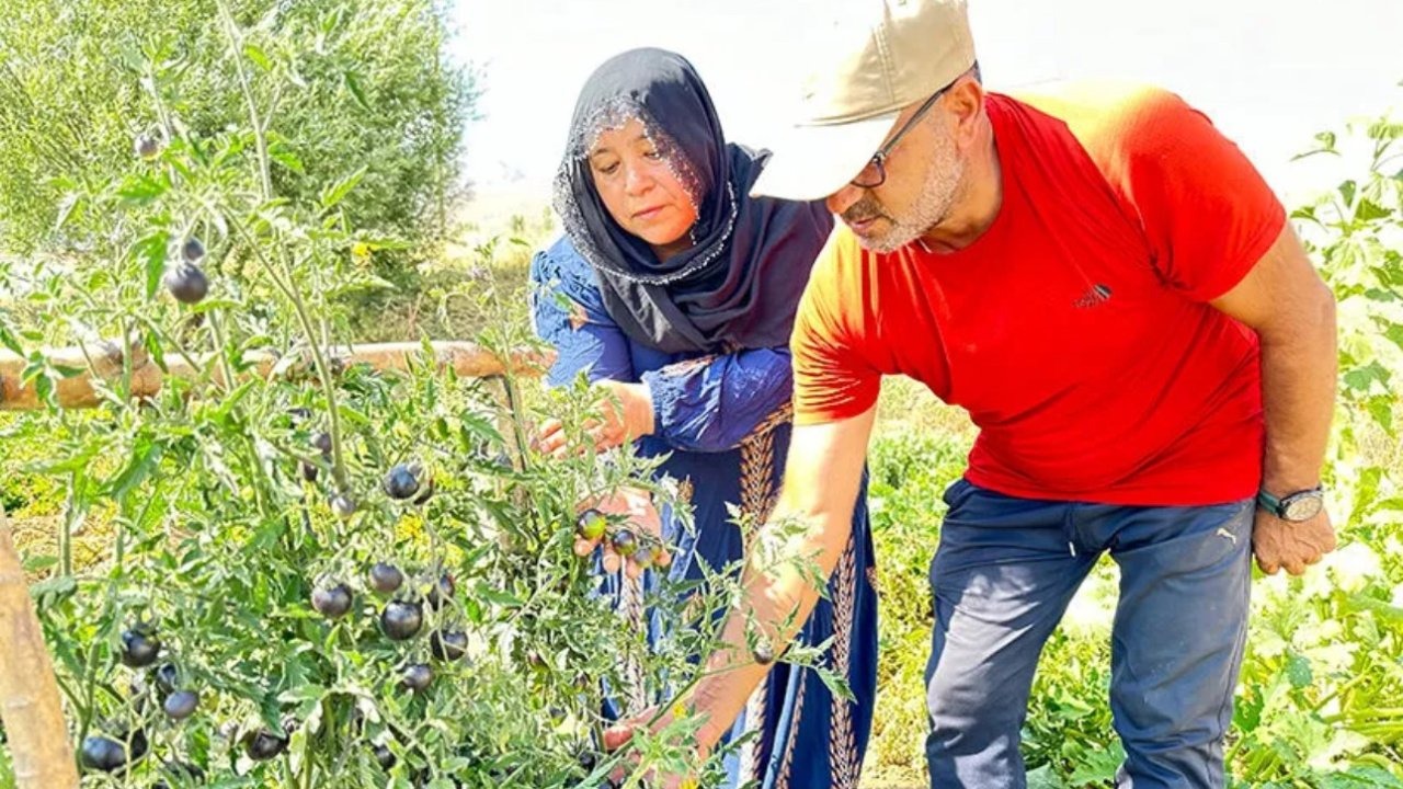 Yüksekova'da Siyah Domates Üretimi Devam Ediyor