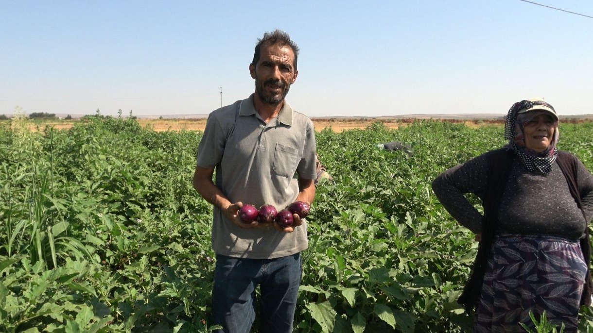 Kilis'te Çiftçi Latif Latif, Yol Kenarına Ektiği Karpuzları Ücretsiz Dağıtıyor