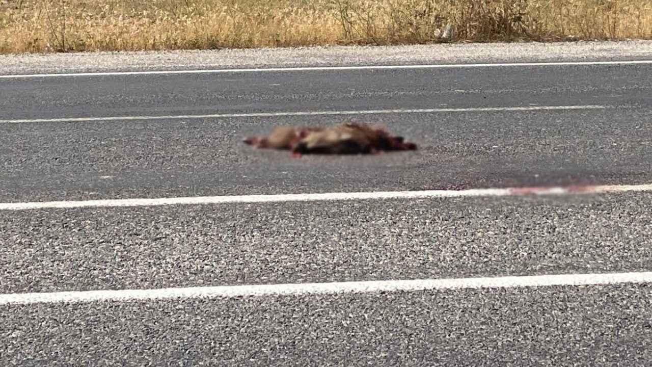 Van'da Otomobilin Çarptığı Yaban Domuzu Telef Oldu