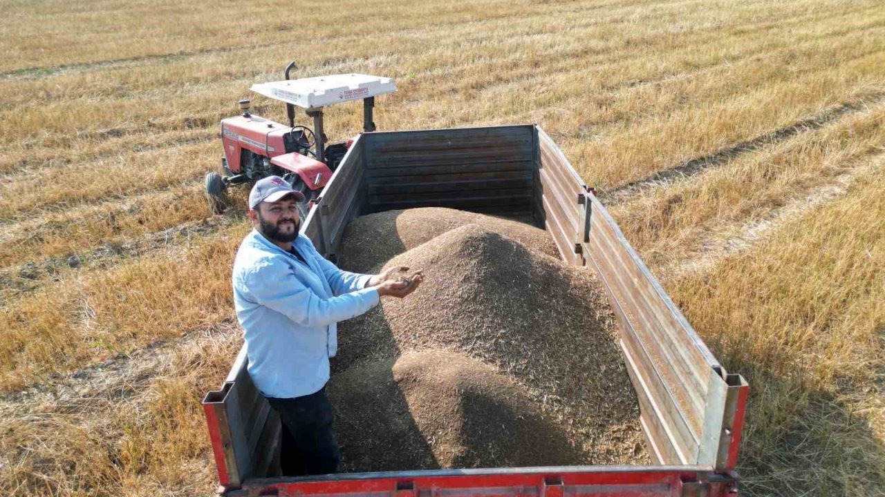 Hatay'ın Arsuz İlçesi, Türkiye'nin Maydanoz Tohumu İhtiyacının Yüzde 75'ini Karşılıyor