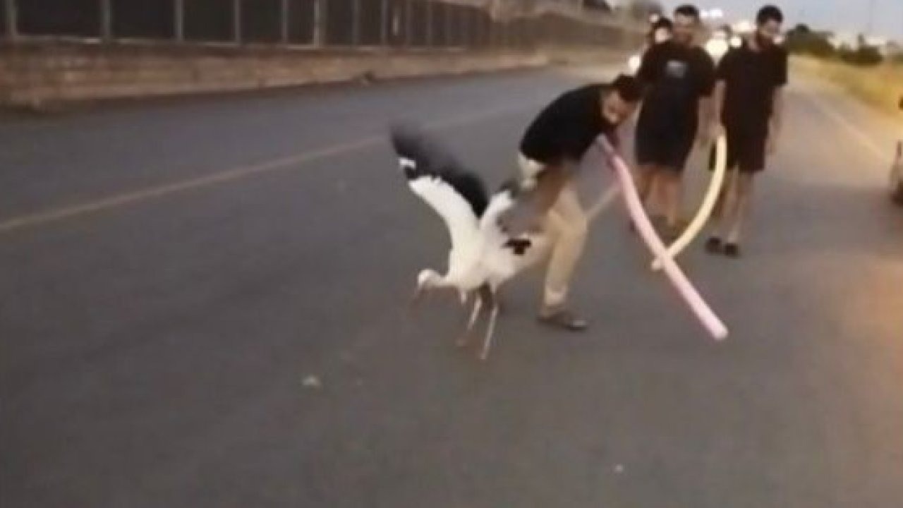 Yaralı Leyleği Vatandaşlar Kurtardı