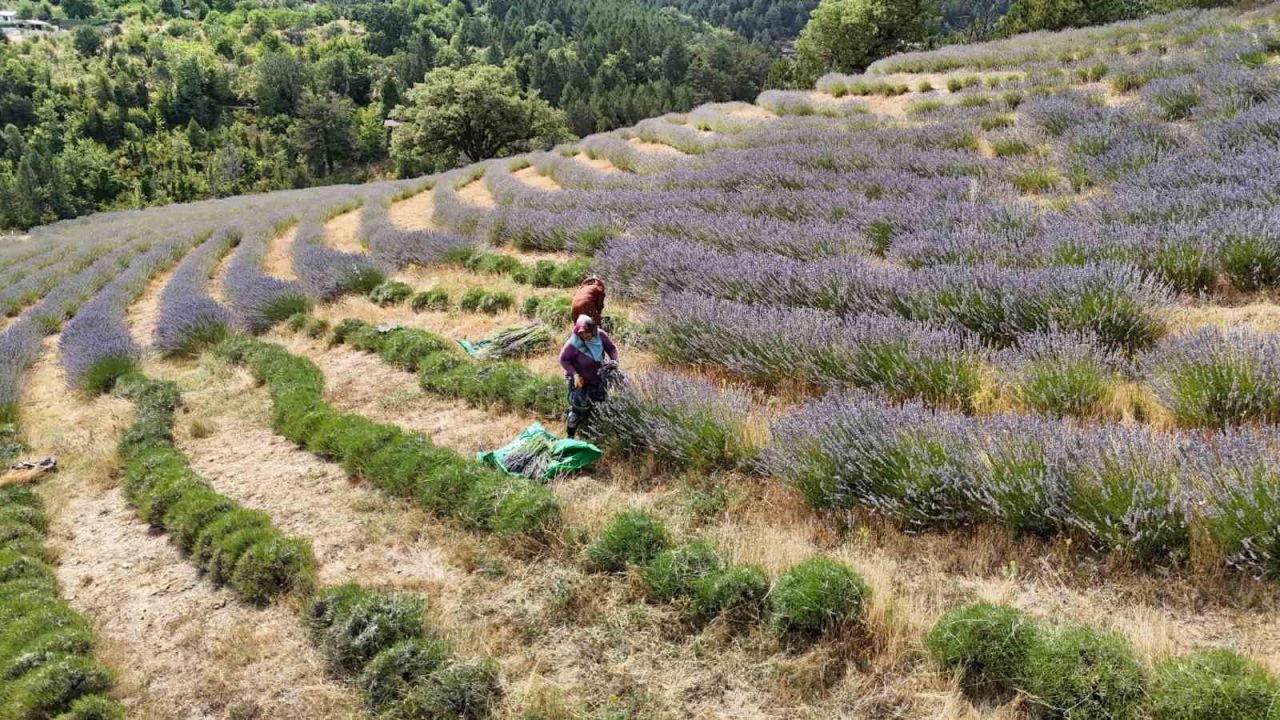 Safranbolu'da "Lavanta Kokulu Safran Bahçesi"nden 5 Ton Lavanta Hasat Edildi