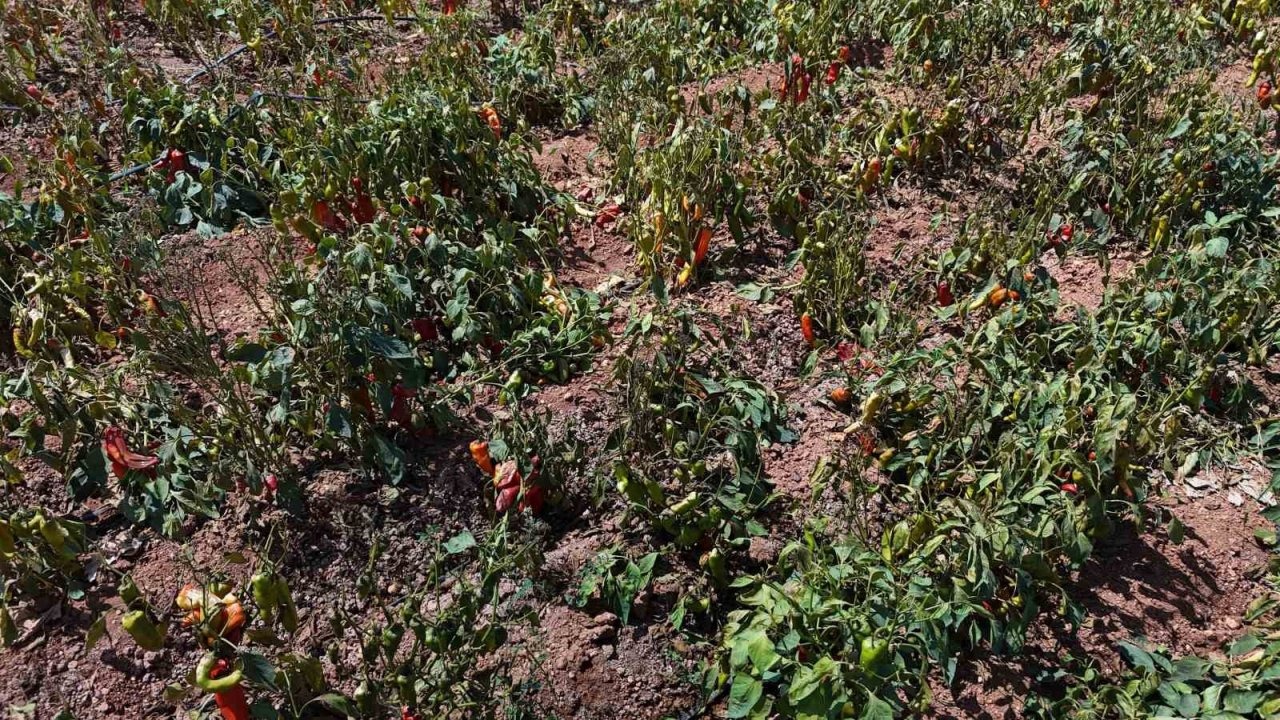 Adana'da Aşırı Sıcaklar Kırmızı Kapya Biberine Zarar Verdi