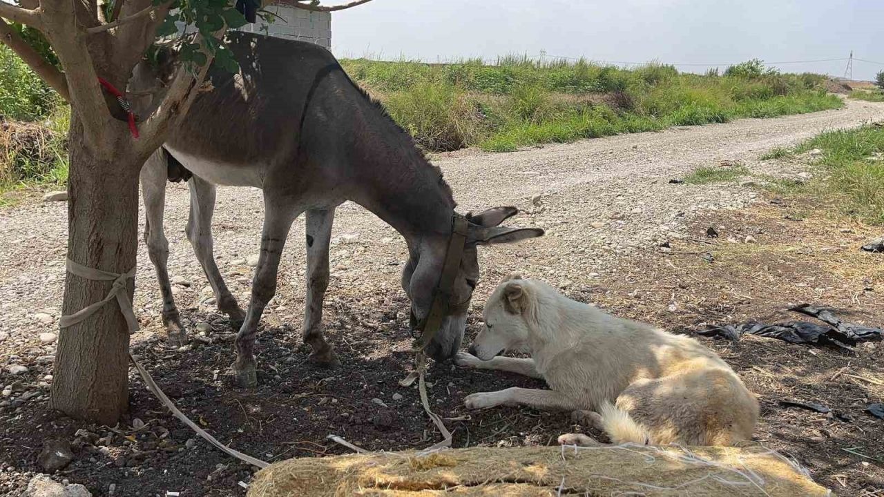 Osmaniye'nin Sokak Misafiri Eşek, Hayvanseverlerin Korumasına Alındı