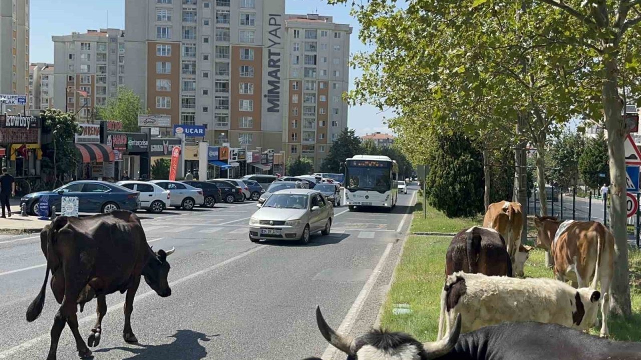 Çorlu'da Şaşkın Bakışlar Arasında Şehir Turu Yapan İnekler Refüjde Dinlendi