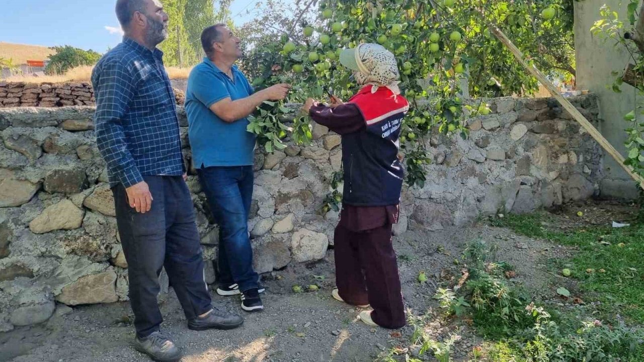 Kars'ta Tarımsal Verimi Artırmak İçin Meyve Ağaçları Aşılanıyor