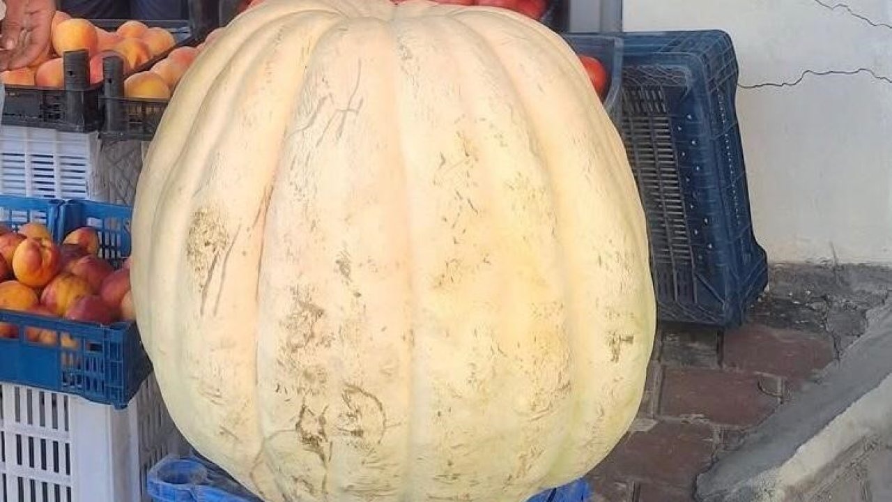 Sarıgöl'de 85 Kilogramlık Dev Bal Kabağı İlgi Odağı Oldu