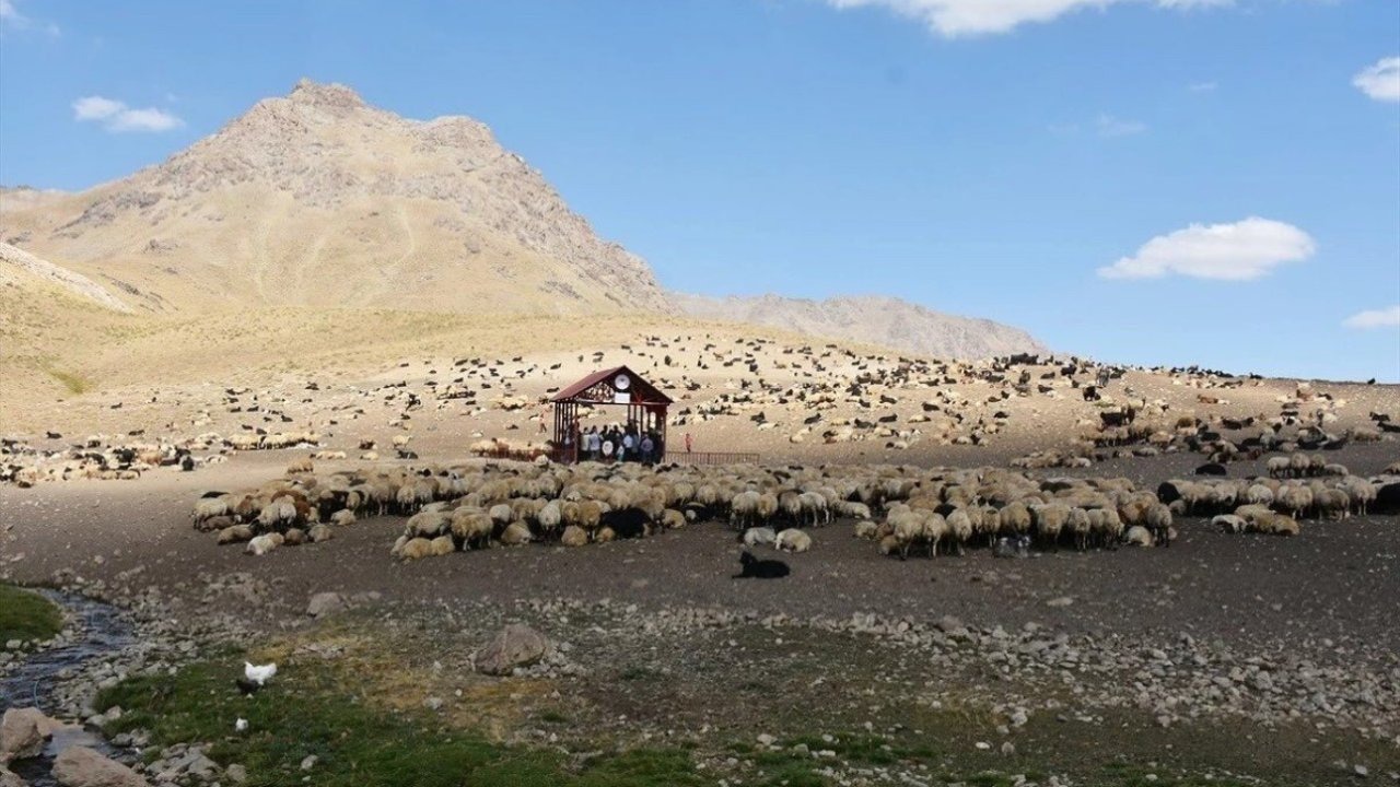 Hakkari’de Şap Hastalığı Kontrol Altına Alındı, Karantina Kaldırıldı
