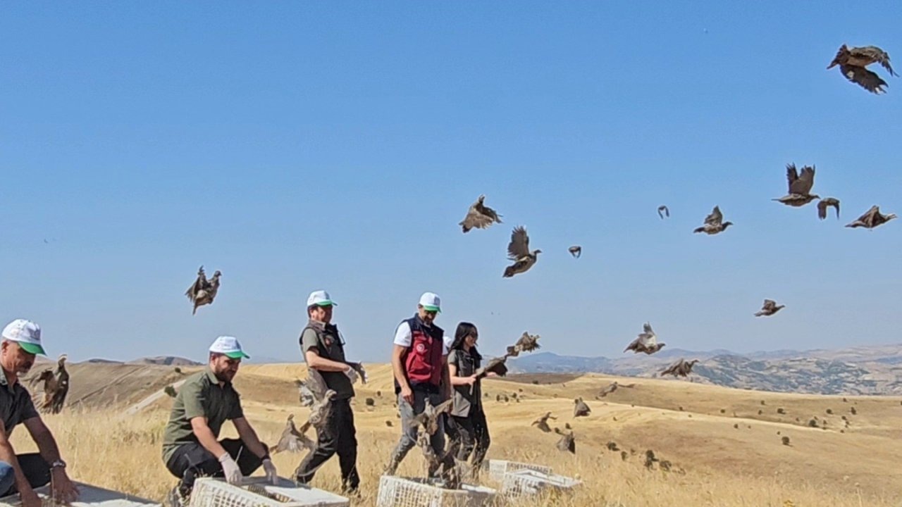 Tunceli'de Yaban Hayatını Geliştirmek İçin 200 Keklik Doğaya Bırakıldı