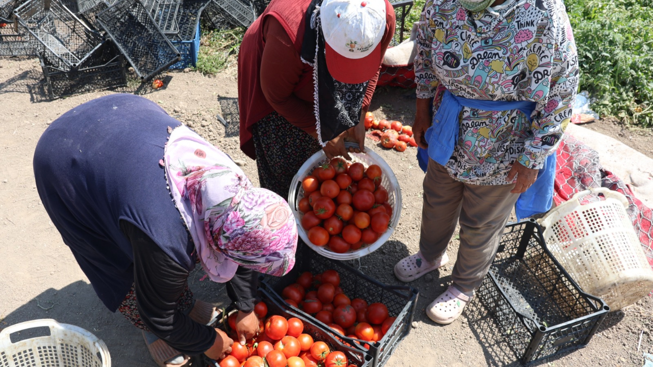 Iğdır'da Yetiştirilen Sebzeler Bölge İllere Gönderiliyor