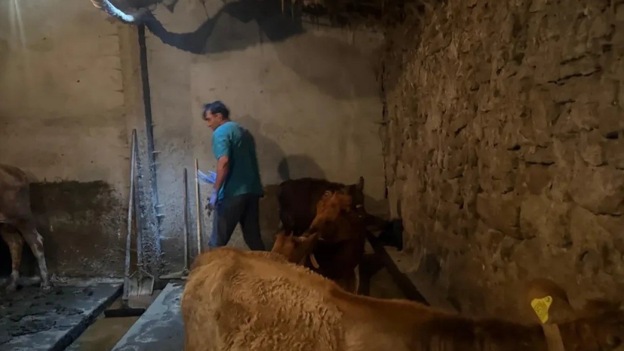 Diyadin'de Şap Hastalığına Karşı Aşı Uygulamaları Başladı