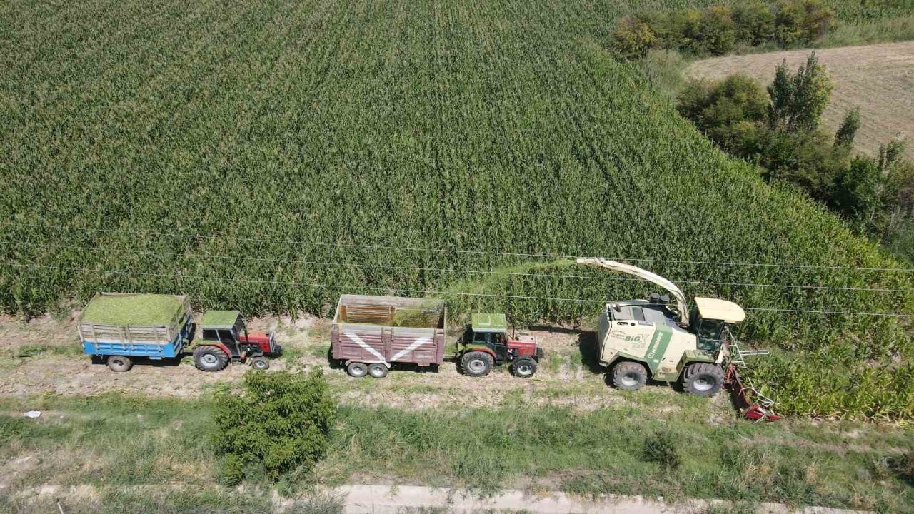 Erzincan Ovası'nda Silajlık Mısır Hasadı Başladı