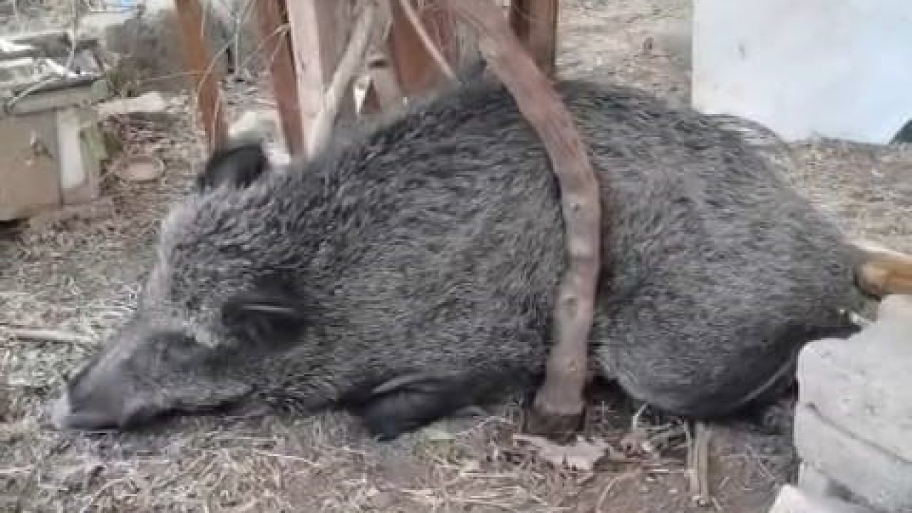 İzmir'de Yaralı Domuz Tedavi Edildi, Doğal Yaşamına Geri Döndü