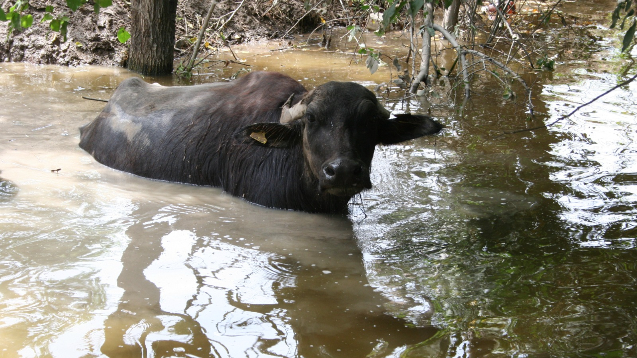 Iğdır'da Sıcak Havalardan En Çok Mandalar Etkilendi