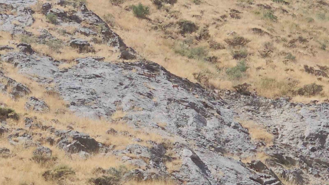 Cilo Dağı'nda Nadir Görülen Dağ Keçileri Görüntülendi