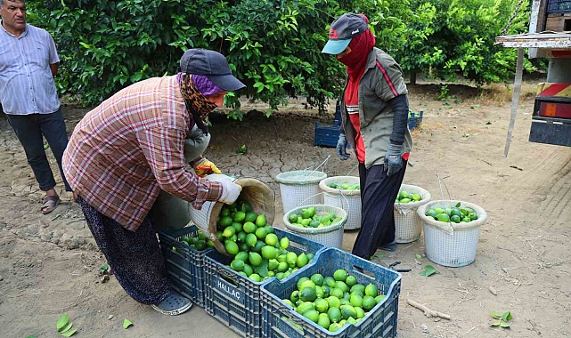 Adana'da Limon Hasadı Başladı: Marketlerde 150 Lirayı Aşan Fiyatlar İçin Çözüm Arayışı