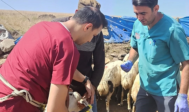Ağrı'da Küçükbaş Hayvanlara Sağlık ve Kimlik Güvencesi