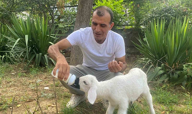 Annesi Ölen Kuzuyu Evinde Büyüten Hayvanseverden Örnek Davranış