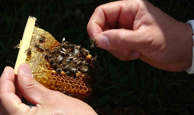 Ardahan'da Bal Hasadı Başladı: Bu Yıl 700 Ton Üretim Bekleniyor