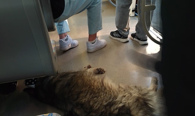Eskişehir'de Sıcak Havadan Bunalıp Tramvaya Sığınan Köpek Yüzleri Güldürdü