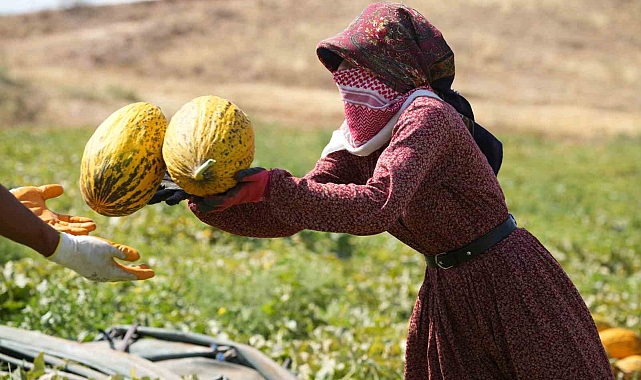 Kırıkkale'nin Meşhur Delice Kavunu İçin Hasat Zamanı: Çiftçiler 40 Derece Sıcakta Çalışıyor