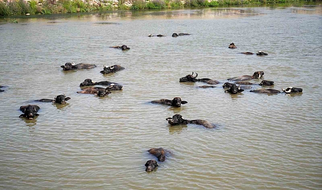 Muş'ta Besicilerden Şap Hastalığına Karşı Doğal Önlem: Mandalar Karasu Nehri'nde Yüzdürülüyor