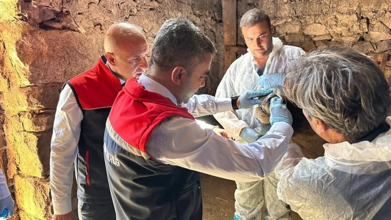 Erzurum'da Şap Hastalığına Karşı Aşılama Çalışmaları Hız Kesmeden Devam Ediyor