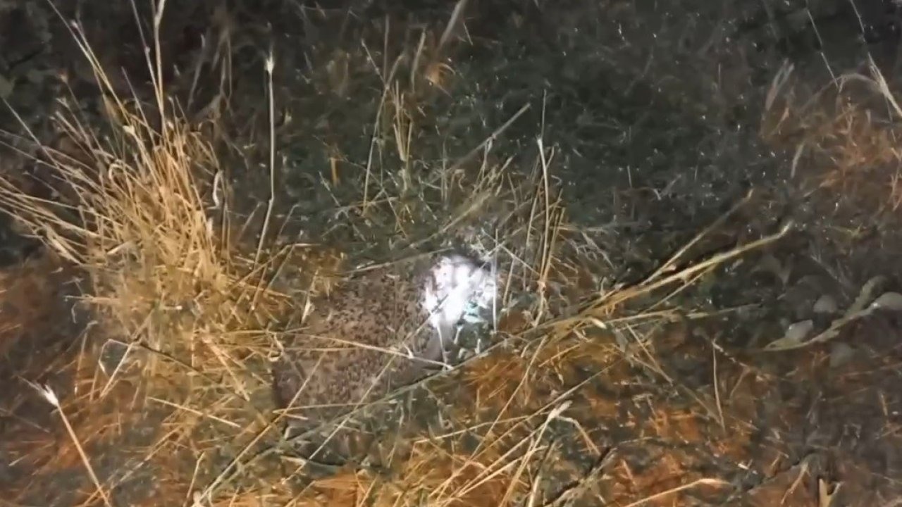 Tilki Değil, Kirpi! Erzincan'da Civciv Katili Şaşırttı