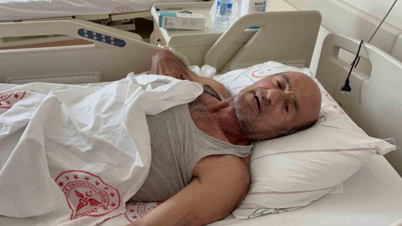 Sakarya'da Ayı Saldırısından Ağaca Tırmanarak Kurtuldu
