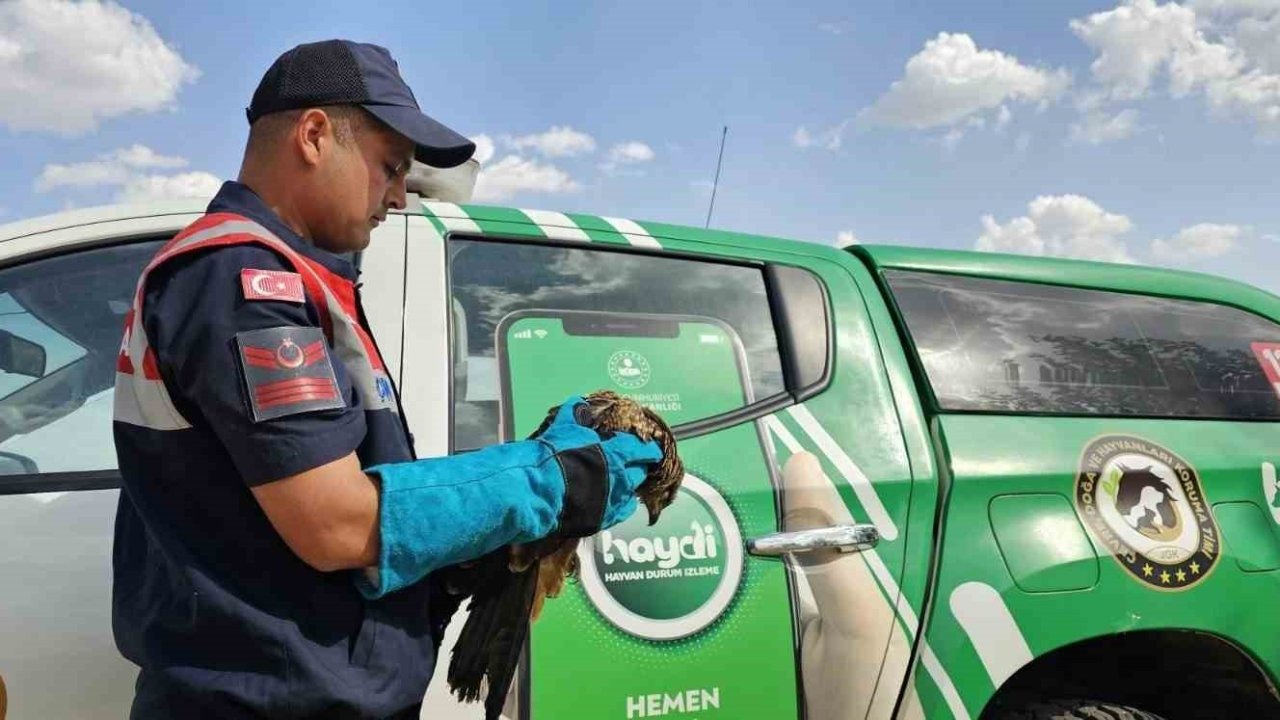 Muş'ta Yaralı Bulunan Kartal Koruma Altına Alındı