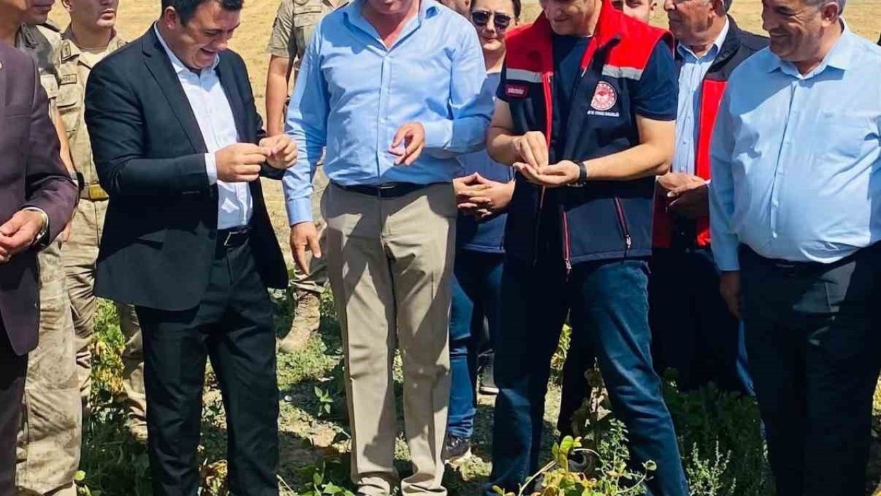 Patnos'ta Tarım Arazileri Projesi Kapsamında Fasulye Hasadı Yapıldı