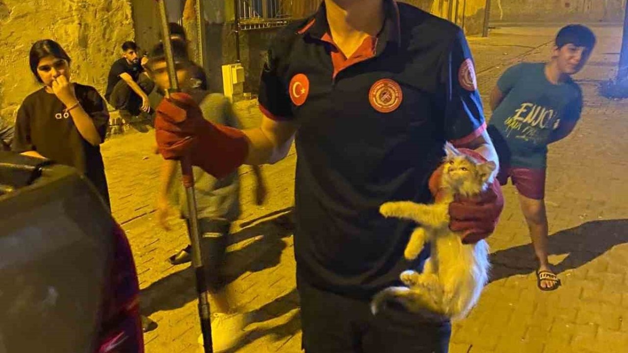 Batman'da Panoya Sıkışan İki Kedi Kurtarıldı