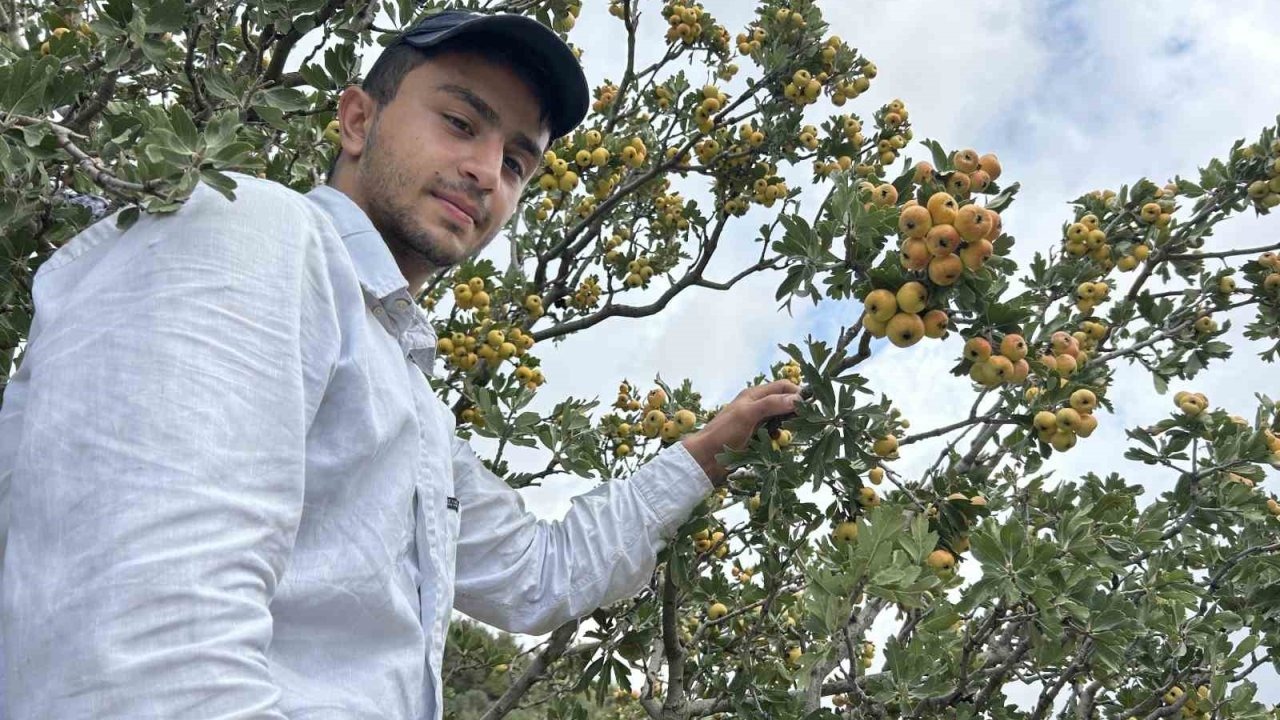 Hatay'da "Şifa Deposu" Alıç Hasadı Başladı: Verim Düşüklüğü Fiyatları Yükseltti