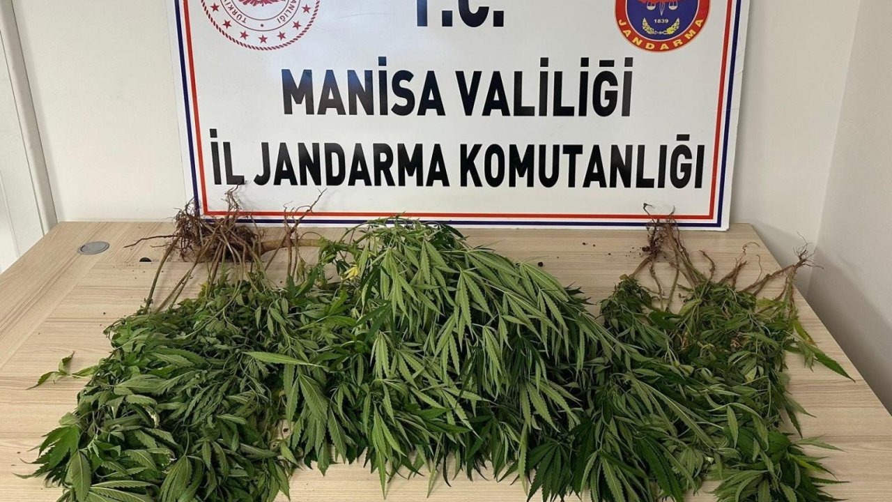 Salihli'de Yasa Dışı Kenevir Ekimi Operasyonu: 1 Kişi Tutuklandı