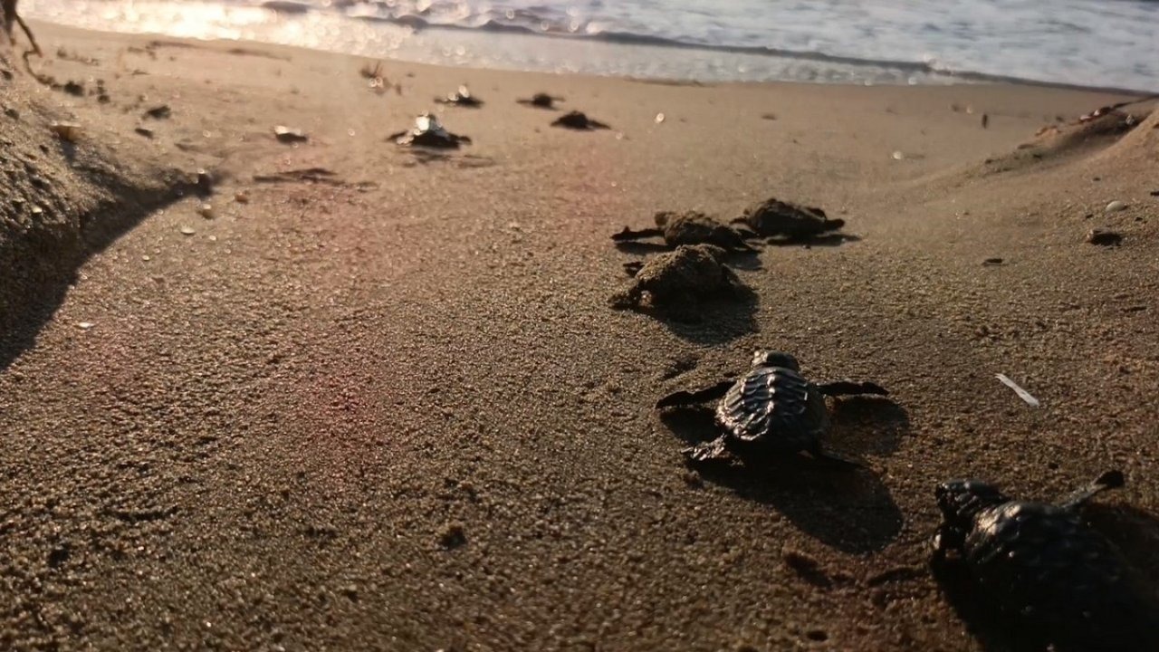 Kuşadası Kumsallarında Caretta Caretta Heyecanı