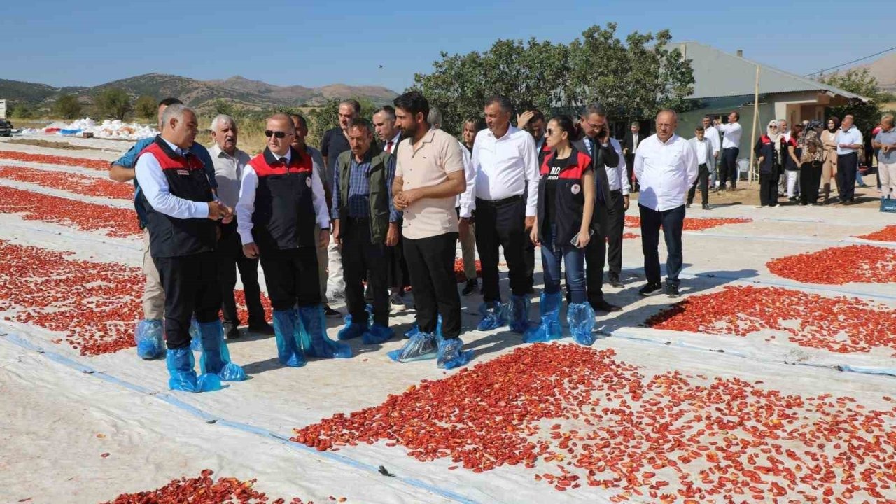 Elazığ'da 100 Bin Tonun Üzerinde Domates Rekoltesi Bekleniyor