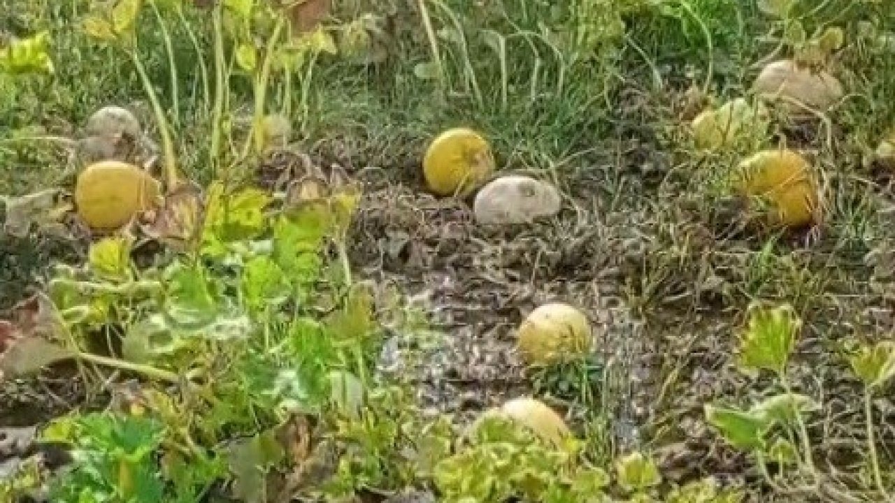 Erzincan'da Çiftçinin Bir Yıllık Emeği Sular Altında Kaldı
