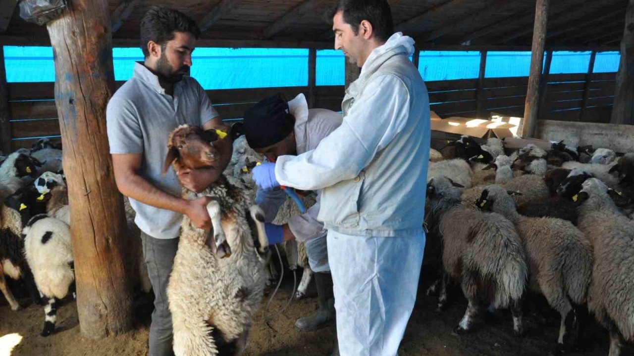 Kars'ta Küçükbaş Hayvanlara Küpeleme ve Aşılama Çalışması
