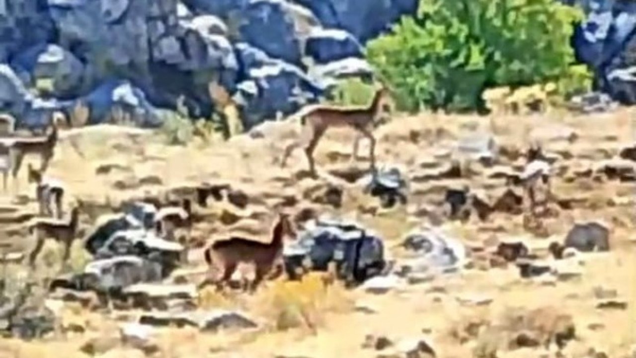 Nesli Tükenme Tehlikesi Altındaki Yaban Keçileri Malatya'da Görüntülendi