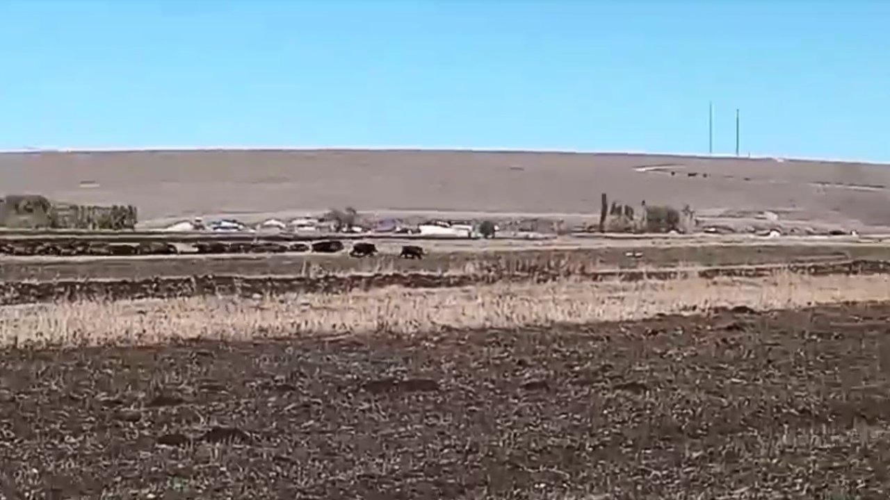 Kars'ta Yaban Domuzu İstilası: Tarlalar Tehdit Altında