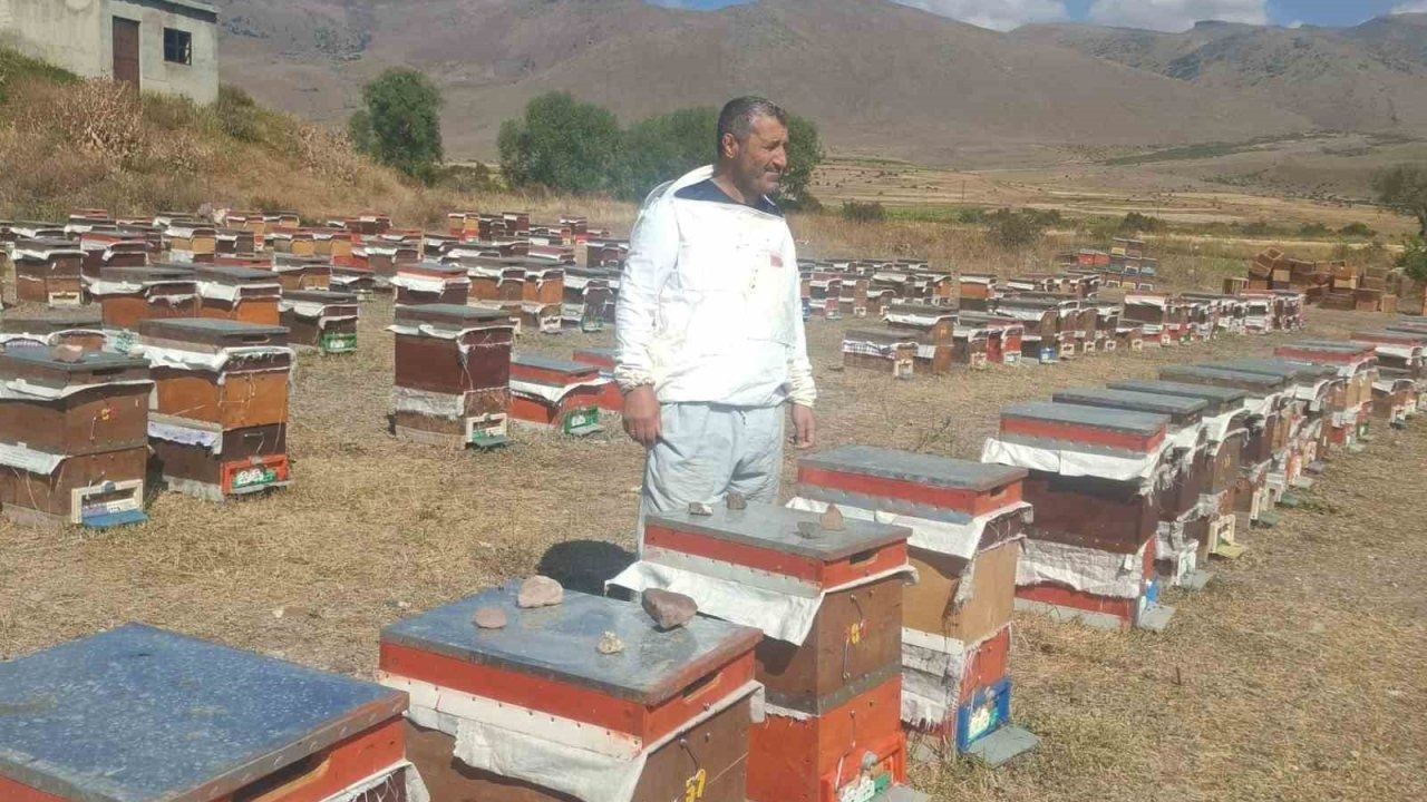 Erzurum'da Ayı Saldırıları Arıcıları Zor Durumda Bırakıyor
