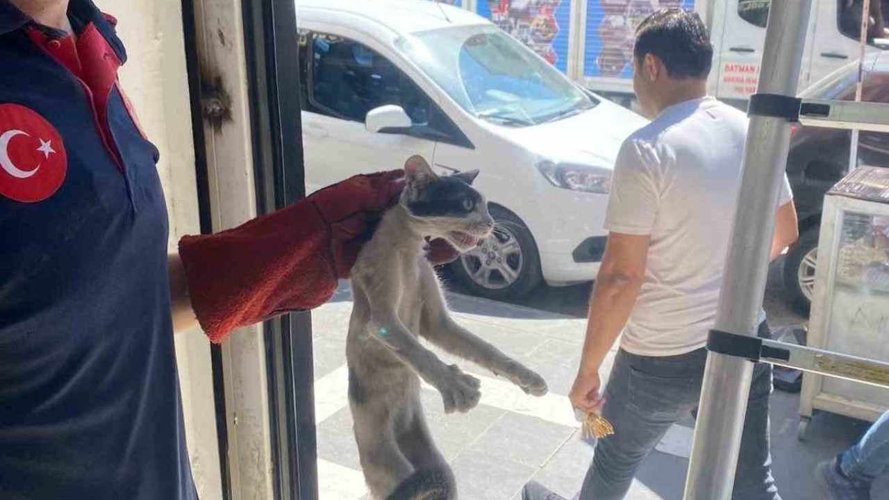 Batman’da Platforma Sıkışan Kedi Kurtarıldı