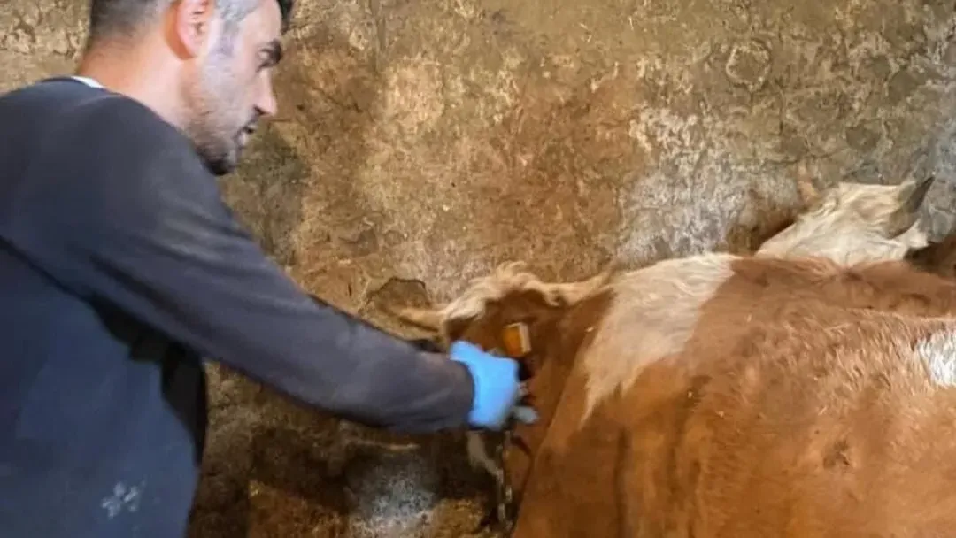 Ağrı’nın Hamur İlçesinde Şap Aşılama Çalışmaları Hız Kesmiyor