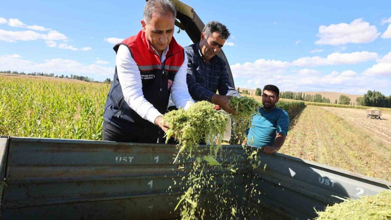 Kars'ta Silajlık Mısır Hasadında Rekor Verim: Yüzde 75 Artış Sağlandı