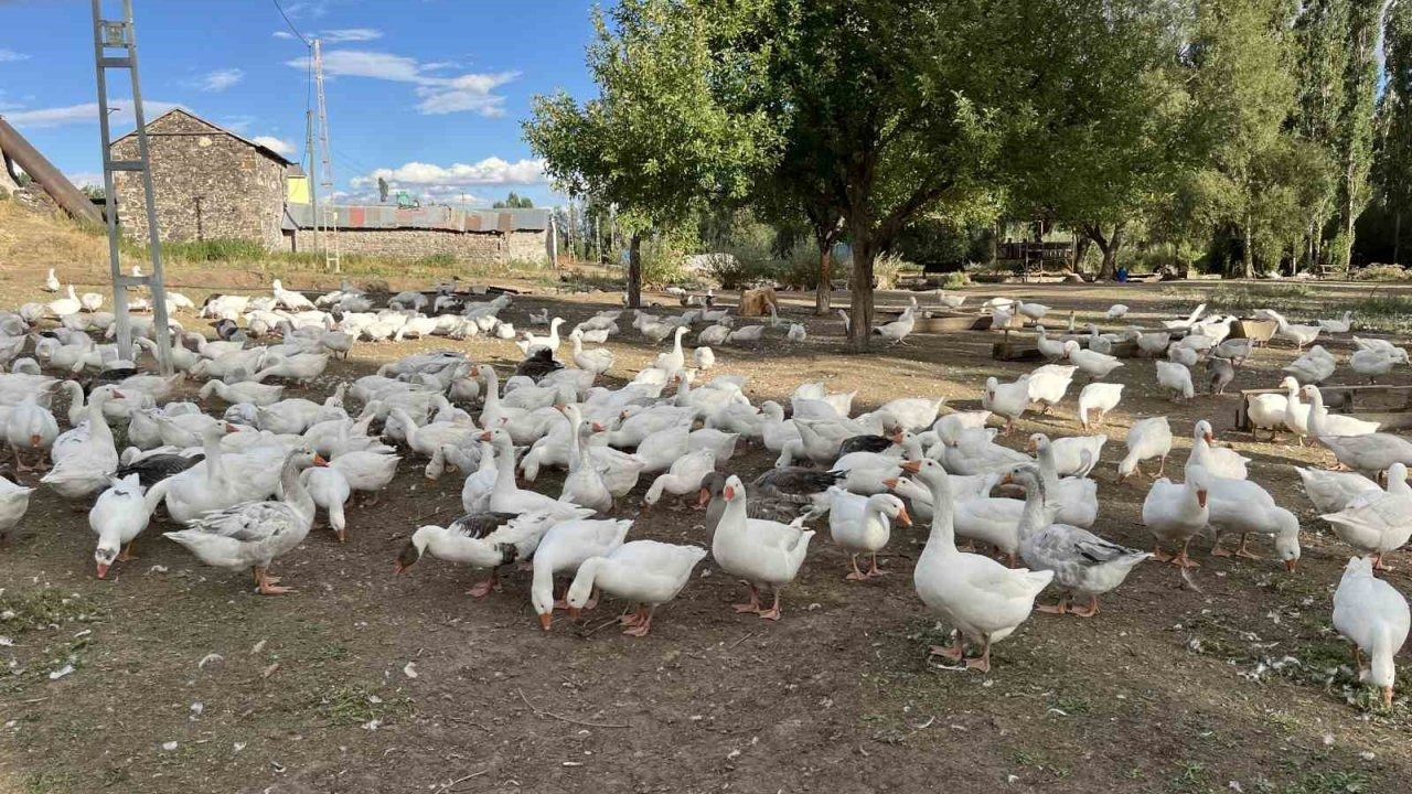 Kars'ta Kaz Eti Hazırlıkları Başladı: Fiyatlar Yükselişte