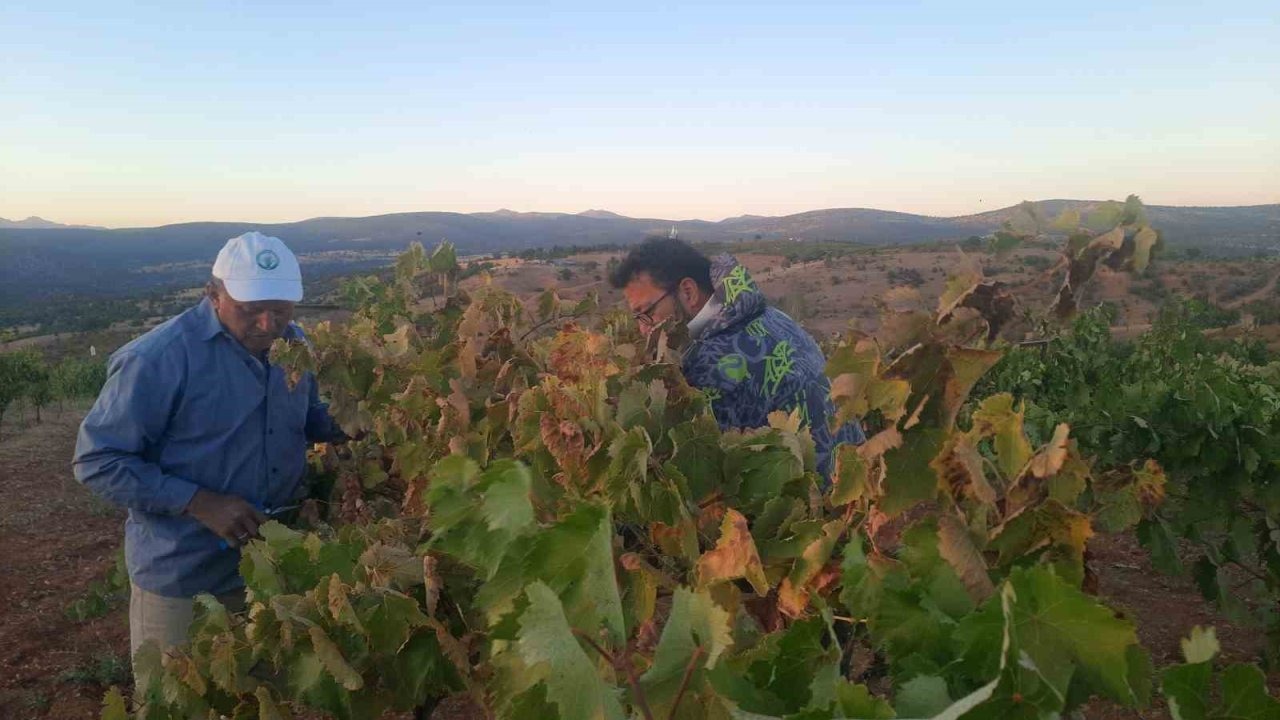 Bozkır'da Çiftçinin Kuşlarla Mücadelesi: Yaratıcı "Kuş Savar" Yöntemi