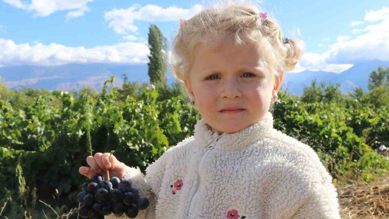 Erzincan'da Tescilli "Cimin Üzümü" Hasadı Devam Ediyor
