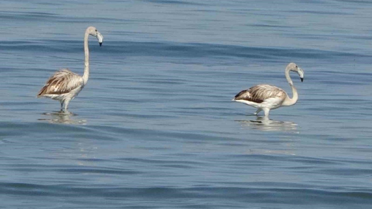 Van Gölü’nde Flamingo Şöleni: Allı Turnalar İlk Kez İskele Sahilinde Görüldü